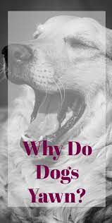 Why Do Dogs Yawn Dog Yawning Dog Care Yawning
