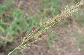 Image result for Melinis minutiflora