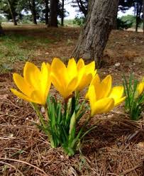 I frutti che maturano in autunno sono capsule ovoidi con tanti semi appiattiti ed alati. Bentornato Autunno Con La Sternbergia Lutea Fondazione Terra D Otranto