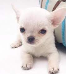 Pin En Perrito