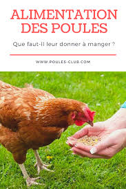Alimentation Des Poules Que Faut Il Leur Donner A Manger En 2020 Poule Pondeuse Poule Alimentation Poule Pondeuse
