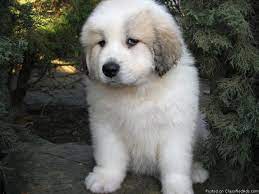 Great Pyrenees Puppies Cute As Pups But Get Way Too Big As Adults Great Pyrenees Puppy Great Pyrenees Pyrenees Puppies