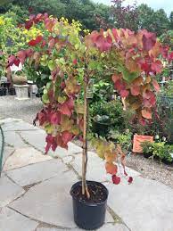 Color display is persistent throughout the season, often showing four to five different shades on a single branch. Cercis Canadensis Flame Thrower Eastern Redbud 7 Gallon Catskill Native Nursery Plant Shop