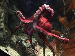 Octopus In The Shark Reef Aquarium Picture Of Mandalay Bay Resort Casino Las Vegas Tripadvisor