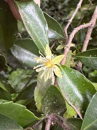 Image result for Cassipourea congoensis