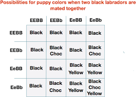Download Two Black Labs Labrador Color Chart Png Image