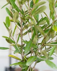 Image result for Capparis citrifolia