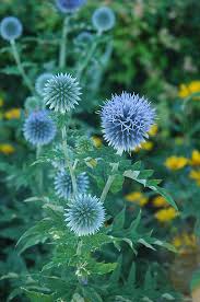Image result for globe thistle