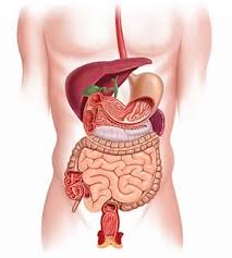 Digestive Organs Musc Health Charleston Sc