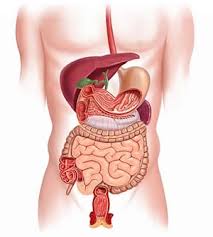 Among them, brain, heart, lungs, liver and kidneys are considered as the major or vital organs of the human body. Digestive Organs Musc Health Charleston Sc