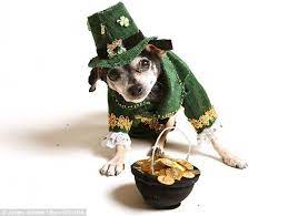 Paparazzi Pooch Bandit Proves He Is Top Dog When It Comes To Fancy Dress Dog Dresses Leprechaun Dogs
