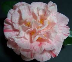 Hazel S Gift Camellia Pink Roses Gifts