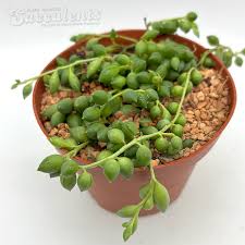 Image result for Senecio letouzeyanus