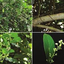 Image result for Albertisia