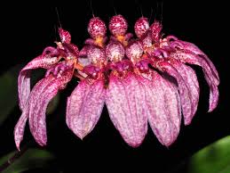 Image result for Bulbophyllum longiflorum