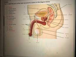 Muscle diagram, most important muscles of an athletic black man, anterior and posterior view, male body. Solved Clipboard Name Part 1 Label The Parts Of The Mal Chegg Com