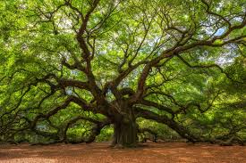 A number of oak trees, such as the red oak, white oak and black oak, are native to the united states. Seed Plants Biology Online Tutorial