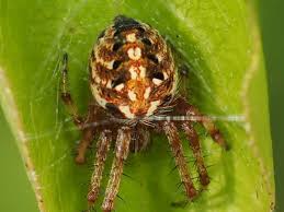 Connecticut Spiders Pictures And Identification Green Nature