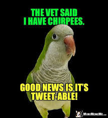Birds Of The Same Feather Joke Sick Bird Joke The Vet Said I Have Chirpees Good News Is It S Tweet Able Bird Puns Funny Birds Jokes And Riddles