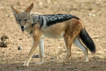 How the Jackal got his Black Back | Chrigi-in-Africa Stories