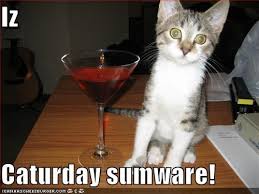 Image result for lolcats