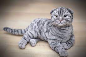 pin on shotlandskaya vislouhaya koshka moya mechta