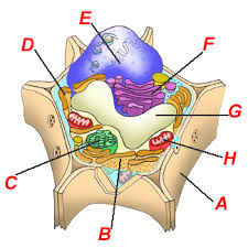 Maybe you would like to learn more about one of these? First Semester Review