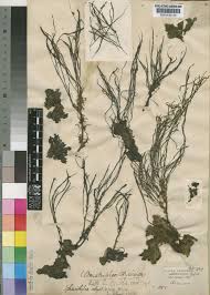 Image result for Leiothylax