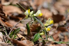 Image result for Polygala arenaria