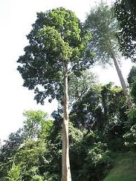 Image result for Antiaris