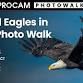 PROCAM Chicago's Annual Eagles in Flight Photo Walk event image