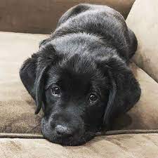 Browse 1,143 black lab puppies stock photos and images available or start a new search to explore more stock photos and images. 17 Labrador Retriever Pictures To Brighten Your Day