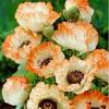 Bouquet de 8 coquelicots et fleurs rouge et metallise hauteur 40 cm from www.fleurenceramique.fr. Https Encrypted Tbn0 Gstatic Com Images Q Tbn And9gcqivkyt7w15zks8fcbjbht4jlz0lznrryd2r0n8urq4na6hgf0n Usqp Cau