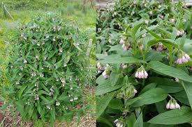 Check spelling or type a new query. Which Strain Of Comfrey Do I Have Is It Bocking 4 Or Bocking 14 Permaculture