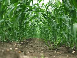 Image result for t Agriculture Yields In Nigeria