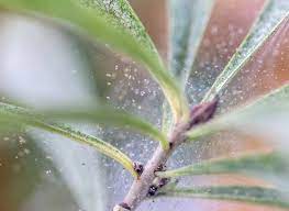 Check spelling or type a new query. How To Get Rid Of Spider Mites On Houseplants Wallygro
