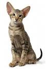 EXOTIC HOUSE CATS FOR SALE ONLINE