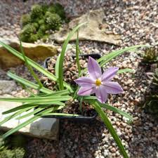 Image result for Hereroa glenensis