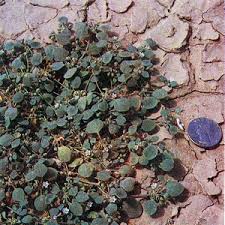 Image result for Drymaria