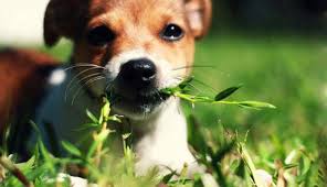 Dogs eating grass could be normal, but you need to look into the sort of grass your dog is grazing on. Why Do Dogs Eat Grass We Have 10 Answers For You Dogs Eating Grass Bored Dog Dog Eating