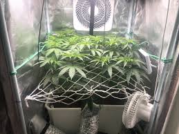 Maybe you would like to learn more about one of these? 2x2 Grow Tent 420 Magazine