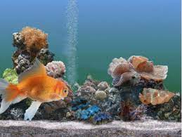 3d Gif Animations Free Download I Love You Images Photo Background Screensaver E Cards Aquarium Clipa Wallpaper Animasi Aquarium Live Wallpaper Fish Clipart