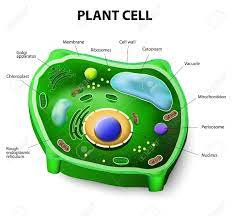 Plant cells are eukaryotic cells present in green plants, photosynthetic eukaryotes of the kingdom plantae. Plant Cell Structure Vector Diagram Royalty Free Cliparts Vectors And Stock Illustration Image 31078975