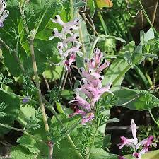 Image result for Fumaria abyssinica