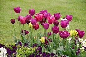 Mit den tipps von fluwel wissen sie genau wie man die langen tulpen pflegen sollte. Tulpen Tipps Zum Einpflanzen Und Pflege Garten Ratgeber Net Garten Tipps Fur Hobbygartner