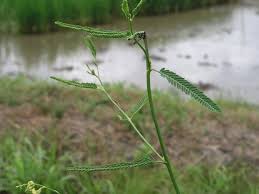Image result for Aeschynomene cristata