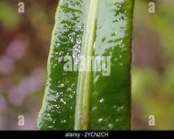 Image result for Elaphoglossum acrostichoides