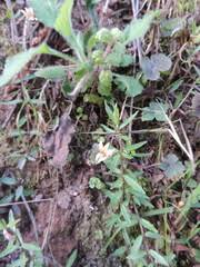 Image result for Monopsis stellarioides