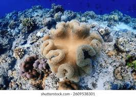 Image result for Sarcophyte