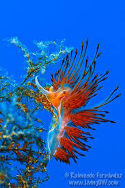 Kết quả hình ảnh cho sên biển